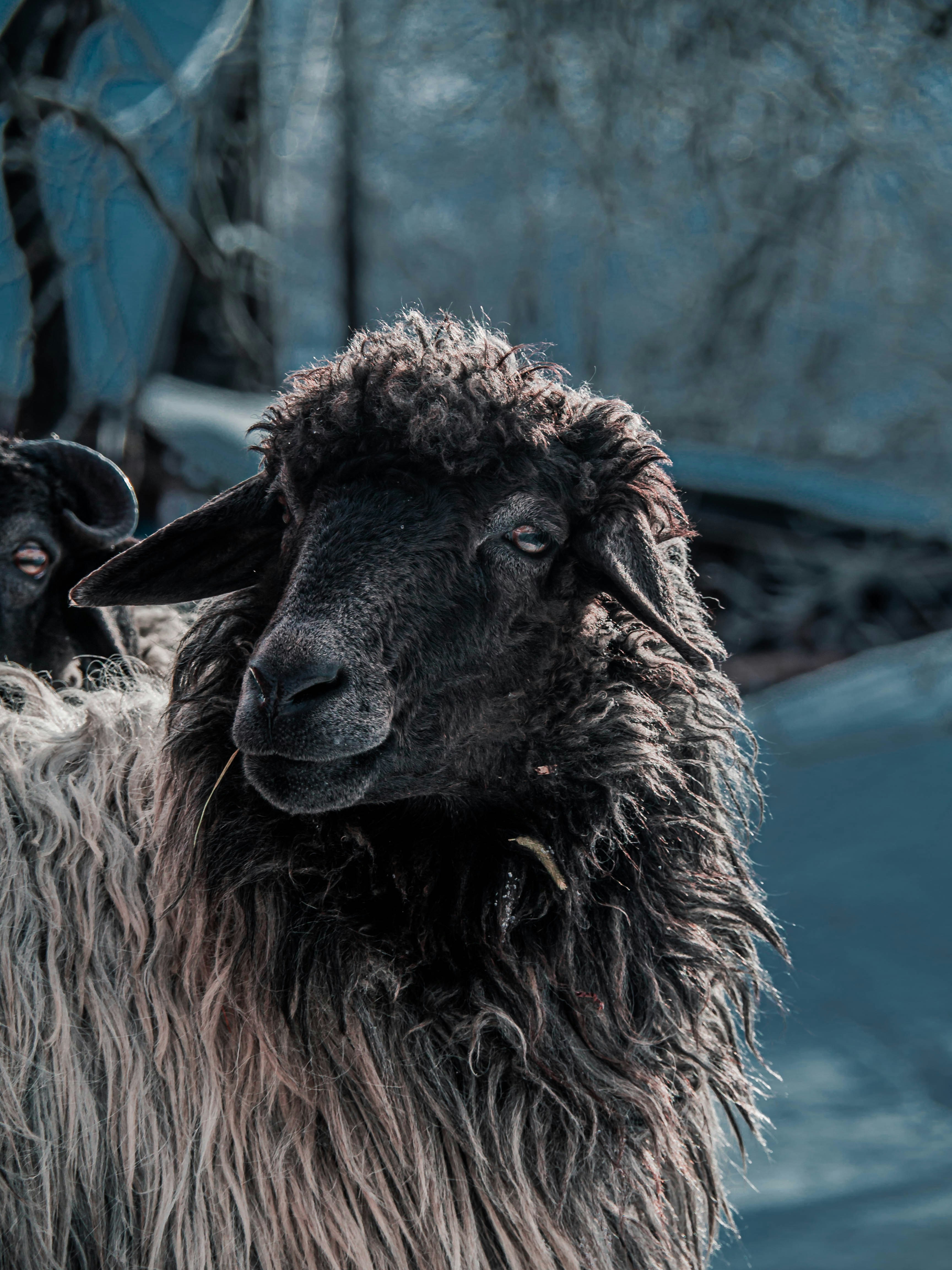 Premium Sheep Meat - Export Quality